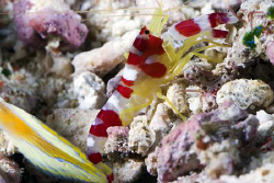 Red and White striped shrimp next to the tail of a flagta... by Erika Antoniazzo 